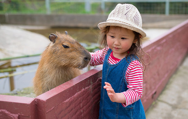 Gesundes Lernen moll Kinder Ausflig Zoo Park Natur spielen lernen Gesundes Lernen, Kinderschreibtisch, Joker, Winner, Champion, moll